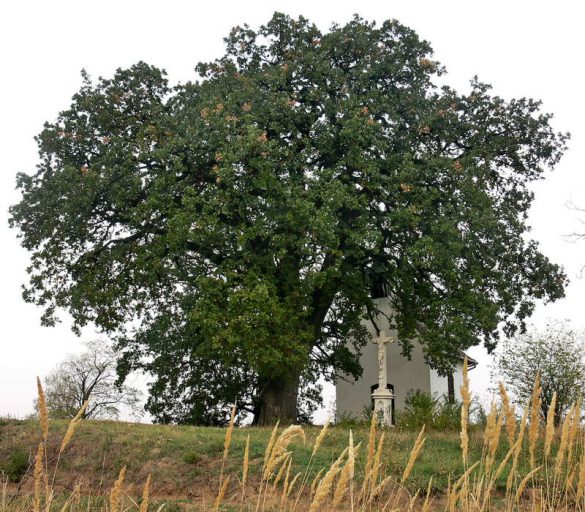 Bátaszéki Molyhos tölgy - év fája